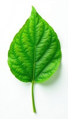 Obraz premium Single leaf with intricate veins on white background, isolated, plant, greenery
