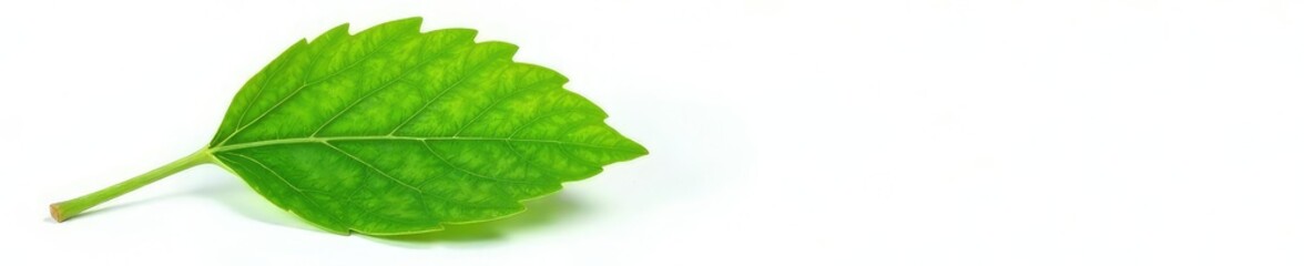 Obraz premium single leaf with veins and stem isolated on white background, plant detail, nature