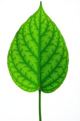 Obraz premium Single leaf with veins isolated on white background, closeup, nature, flower parts