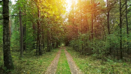 Gardinen Early autumn forest with dirt road © AlexGo