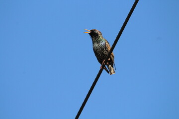 Common Starling (Sturnus vulgaris) sitting on an electrical wire on a blue sky background. Versatile for wildlife, nature, and urban photography. Highly invasive species in US, other regions.