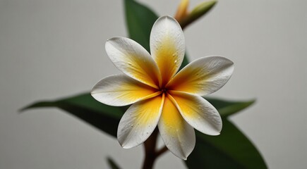 Obraz premium Close-up of a White and Yellow Plumeria Flower with Green Leaves