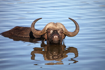 Obraz premium African Buffalo lying down in a waterhole, South Africa 