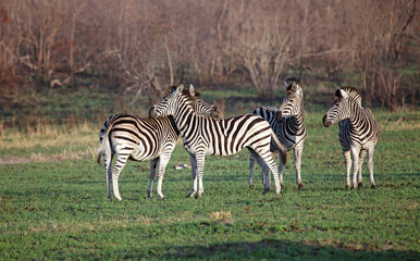 Four Zebra in early morning sunlight, South Africa
