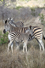 Female Zebra with foal, South Africa
