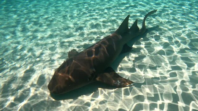 Un requin en train de dormir dans l'eau turquoise.