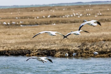 Snow goose flying in sky.