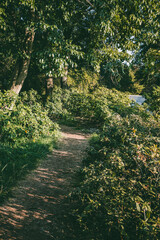 Narrow dirt path winding through dense green foliage and tall trees in a sunlit forest. Shadows from leaves create a dappled light effect on the ground. Natural woodland scene.