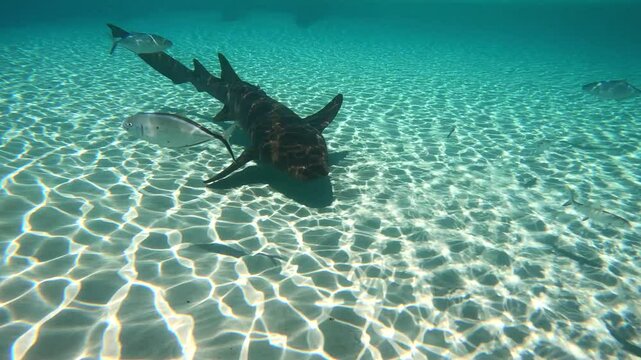 Un requin dans l'eau turquoise.