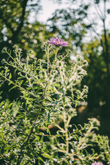 Close-up of a wild purple Chamomile  Aster flower blooming on a green bush with soft sunlight and blurred trees in the background. Natural summer or autumn floral scene with warm golden light.