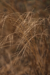 In the golden meadow, a close-up reveals dry grass swaying in the breeze. The dramatic landscape showcases nature&rsquo;s wild grass, its natural beauty shining in the quiet landscape of windblown grass.