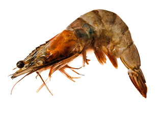 crayfish isolated on white