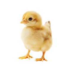 baby chicken isolated on white

