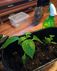 
Pot with plant and cat in the background