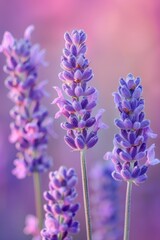 Obraz premium Fragrant purple lavender flower spikes rise against a soft pink and violet background, showcasing their aromatic blossoms in close-up detail