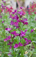 Purple Hoary Stock, Purple Hoary Stock or Matthiola Incana is a member of the Brassicaceae family of flowering plants. It's also commonly known as Brompton Stock, Common Stock, Purple flower in garden