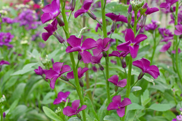 Purple Hoary Stock, Purple Hoary Stock or Matthiola Incana is a member of the Brassicaceae family of flowering plants. It's also commonly known as Brompton Stock, Common Stock, Purple flower in garden
