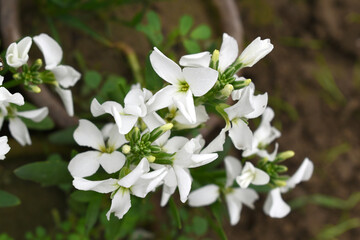 White Hoary Stock, White Hoary Stock or Matthiola Incana is a member of the Brassicaceae family of flowering plants. It's also commonly known as Brompton Stock, Common Stock, White flower in garden