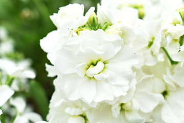 White Hoary Stock, White Hoary Stock or Matthiola Incana is a member of the Brassicaceae family of flowering plants. It's also commonly known as Brompton Stock, Common Stock, White flower in garden