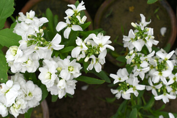 White Hoary Stock, White Hoary Stock or Matthiola Incana is a member of the Brassicaceae family of flowering plants. It's also commonly known as Brompton Stock, Common Stock, White flower in garden