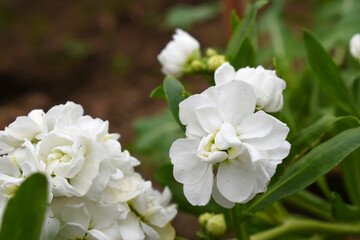 White Hoary Stock, White Hoary Stock or Matthiola Incana is a member of the Brassicaceae family of flowering plants. It's also commonly known as Brompton Stock, Common Stock, White flower in garden