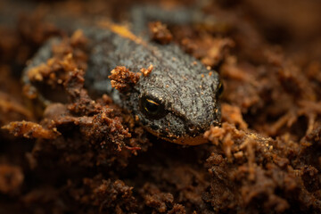 Close-up of a hibernating alpine newt (Ichthyosaura alpestris), Belgium