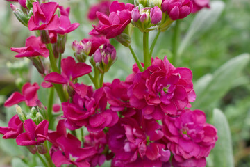Red Hoary Stock, Red Hoary Stock or Matthiola Incana is a member of the Brassicaceae family of flowering plants. It's also commonly known as Brompton Stock, Common Stock, Red flower in garden