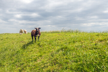 Curious dark brown sheep stands on a Dutch dike and looks at the photographer. In the background are white sheep with their lambs. It is a cloudy day in the spring season.