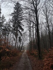 Regenspaziergang im Wald