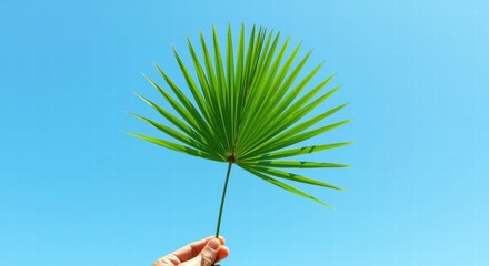 Obraz premium A hand holding a single green palm leaf against a clear, bright blue sky 01