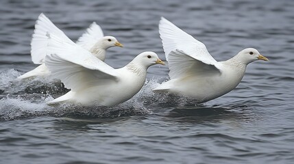 Obraz premium Three white doves taking flight over water.