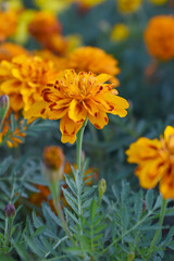 Yellow red french marigold flower blossom in garden, Yellow red french Mari Gold flowers for decorate garden, Close up of beautiful small marigold flower in garden. Marigold flowers bloom in nature