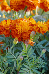 Yellow red french marigold flower blossom in garden, Yellow red french Mari Gold flowers for decorate garden, Close up of beautiful small marigold flower in garden. Marigold flowers bloom in nature
