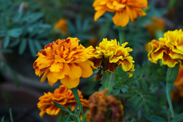 Yellow red french marigold flower blossom in garden, Yellow red french Mari Gold flowers for decorate garden, Close up of beautiful small marigold flower in garden. Marigold flowers bloom in nature