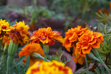 Yellow red french marigold flower blossom in garden, Yellow red french Mari Gold flowers for decorate garden, Close up of beautiful small marigold flower in garden. Marigold flowers bloom in nature