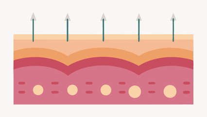 Obraz premium Needle Penetration A side view of the skin surface with arrows illustrating the depth of microneedles trating the epidermis creating small channels.