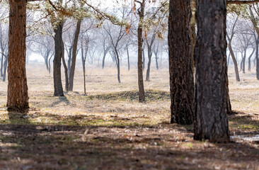 The beginning of spring in the park: tree trunks in the foreground, bare trees in the background...