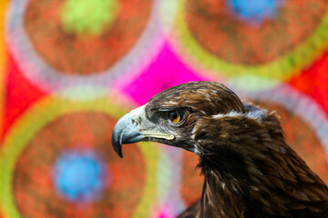 Head of a golden eagle against the background of a beautiful carpet