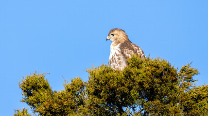 Red Tailed Hawk Perched in Top of Tree Blue Sky High Tree Tops Hunting Looking Bird of Prey Beak Falcon Feathers Brown Green