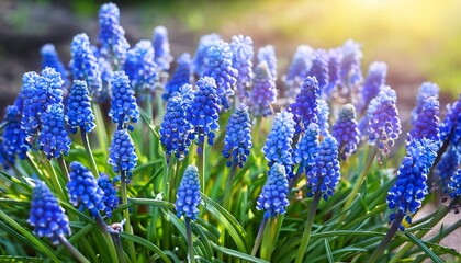 Obraz premium Grape Hyacinth, Muscari armeniacum blue flowers, flowerbed in spring garden- 55783