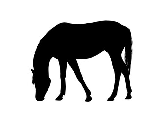 silhouette of a horse - vector illustration