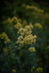 A delicate yellow wildflower, possibly Thalictrum lucidum (Shining Meadow Rue), set against a blurred green background. 