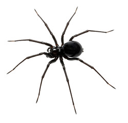 Glossy black spider with detailed legs and fangs on isolated white background