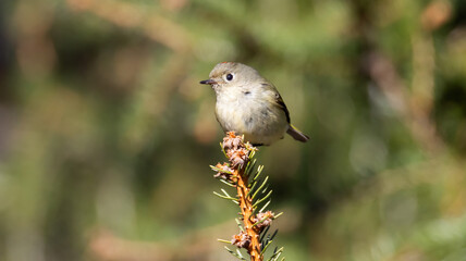 Close Up Small Bird on Spruce Tree Branch Ruby Crowned Kinglet Flower Blooms Detail Feathers Feet Blurred Background