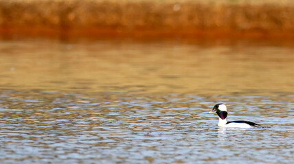 Sunset Pond Bufflehead Duck Scenic Nature Landscape Orange Blue Water Sunrise Unique Pretty Natural Space