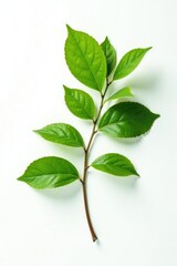 Fototapeta premium Single isolated branch on white background with leafy details, tree branches, botanical