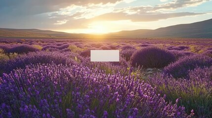 Fototapeta premium Serene Sunset Over a Lavender Field with Blank Space