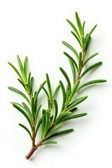Obraz premium Sprigs of rosemary on white background branches, floral, herb, isolated