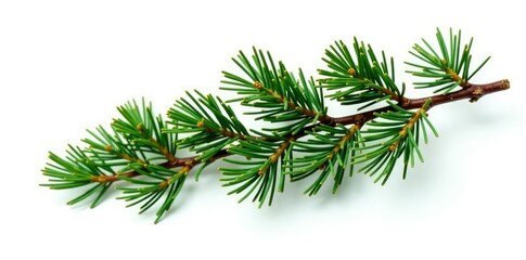 Spruce branch isolated on white background, with intricate foliage details, forest, simplicity