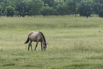 Fototapeta premium East Sumba, East Nusa Tenggara , Indonesia – 03 15. 2025 – The sandalwood horse looks fat, the green grass is still sufficiently available in the Sumba savanna